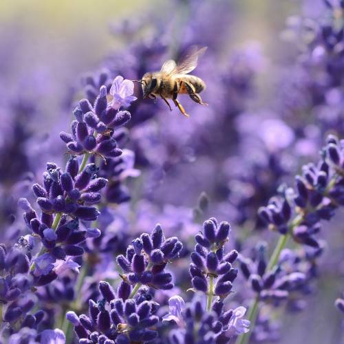 Hand Cream - Lavender 60ml