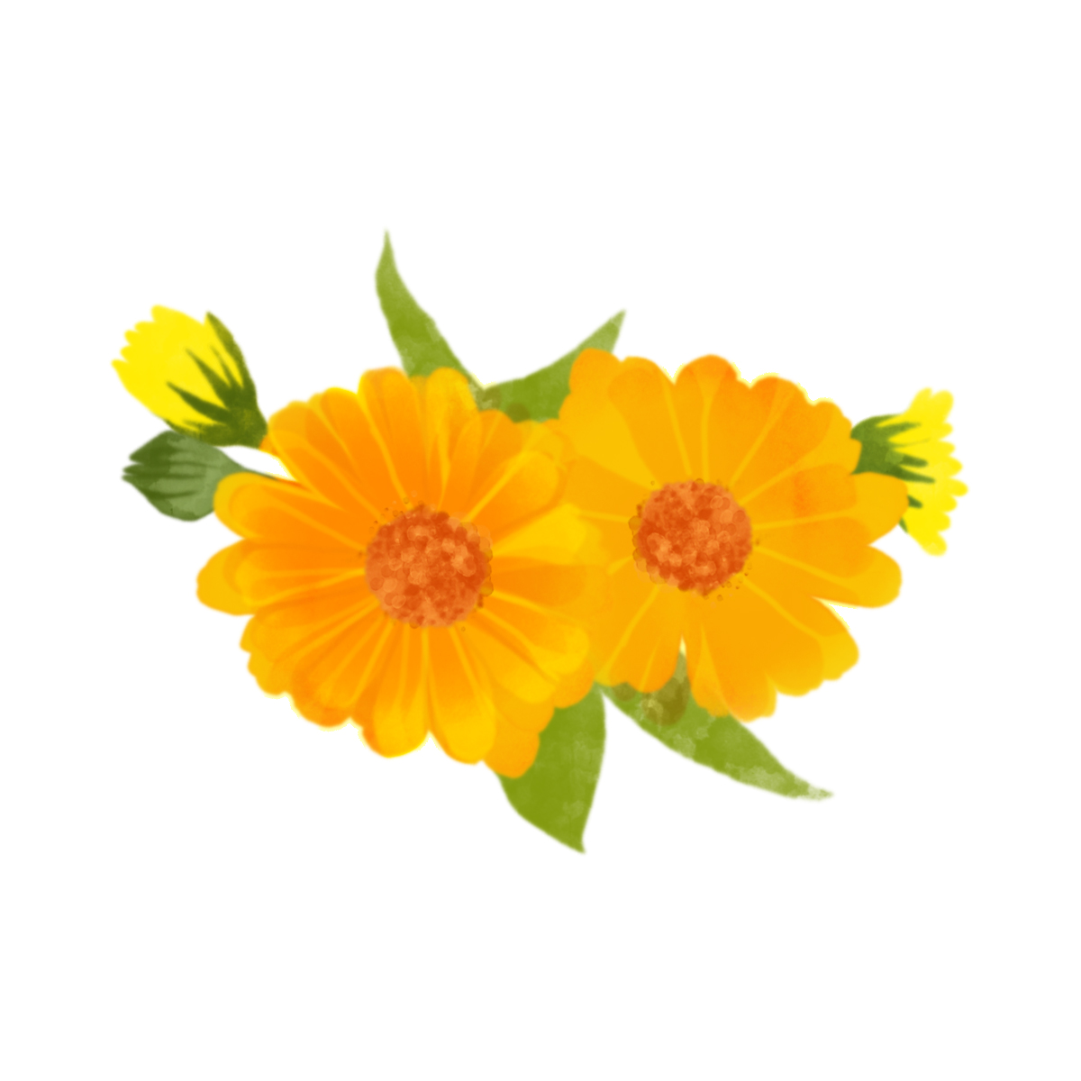 Picture for Calendula