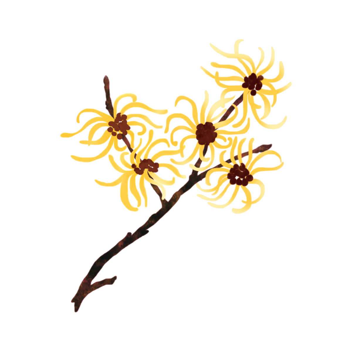 Witch Hazel